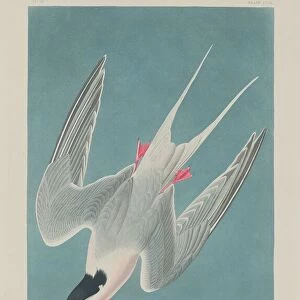 Roseate Tern, 1835. Creator: Robert Havell