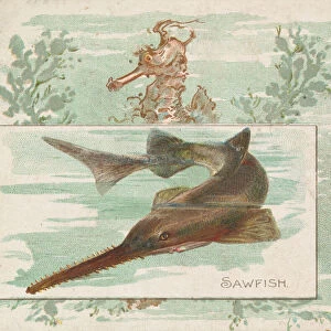 Sawfish, from Fish from American Waters series (N39) for Allen & Ginter Cigarettes