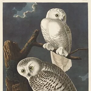 Snowy Owl, 1831. Creator: Robert Havell