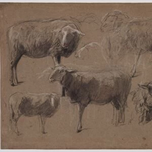 Studies of Sheep, second half 1800s. Creator: Anton Mauve (Dutch, 1838-1888)