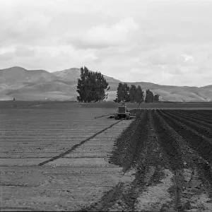 Sugar beet field showing tractor with plowshare attached and Mexican operator, California, 1936. Creator: Dorothea Lange