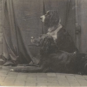 [Thomas Eakinss Dog Harry and Another Setter], 1880s. 1880s. Creator: Thomas Eakins