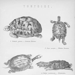 Tortoise, 1885