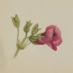 (Untitled--Flower Study), ca. 1876. Creator: Mary Vaux Walcott