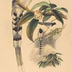 Urocissa cucullata, probably 1850 / 1883. Creators: John Gould, Henry Constantine Richter