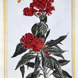 Variety of Amaranthus, pub. 1776. Creator: Pierre Joseph Buchoz (1731-1807)