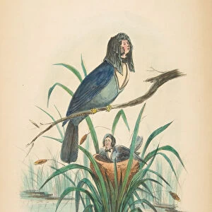 Widow Bird, from The Comic Natural History of the Human Race, 1851