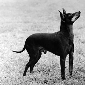 English Toy Terrier - Fall