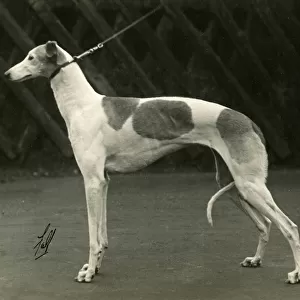 Fall / Greyhound / 1932