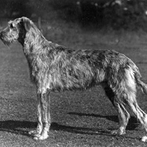 Fall / Wolfhound / 1934