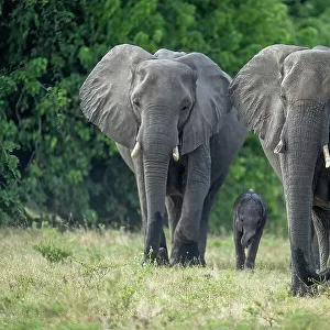 Two African bush elephants walk with baby