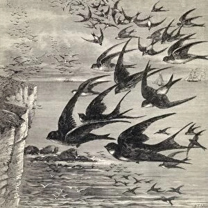 Annual Migration Of Swallows. From The Book Our Own Magazine Published 1885