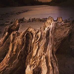 Banff, Alberta, Canada; Driftwood And A Mountain River At Sunset