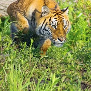 Bengal Tigress On The Prowl