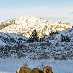 Bighorn Ram (Ovis Canadensis) Walking Through Snowy Meadow, Shoshone National Forest; Wyoming, United States Of America