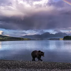 Brown bear and rainbow, Alaska, USA