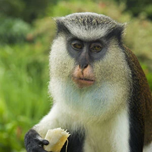 Caribbean, Mona Monkey at Grand Etang National Park; Grenada