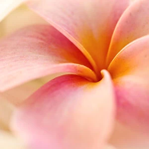 Close-Up Detail Of Pink And Orange Plumeria (Frangipani) Flower
