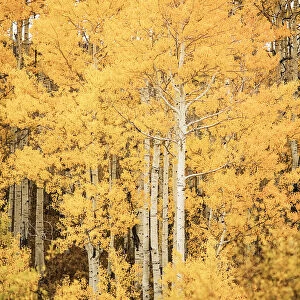 Colorado, Near Steamboat Springs, Buffalo Pass, Fall-Colored Aspen Trees