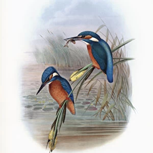 Common kingfisher. Alcedo Ispida. Now known as Alcedo atthis. After a work by English ornitholgist and bird artist John Gould, 1804 - 1881. From his book The Birds of Great Britain, published 1873
