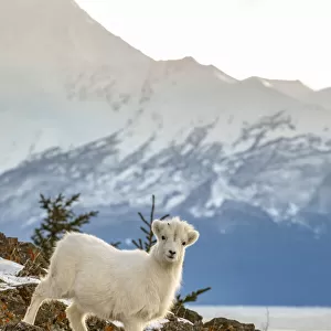Dall Sheep Lamb, Alaska, USA