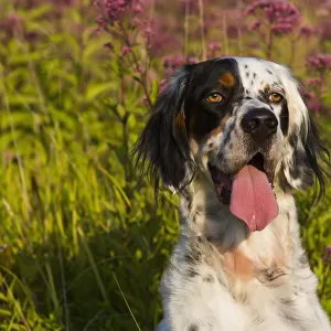 English Setter In Late Summer Vegetation; Waterford, Connecticut, United States Of America
