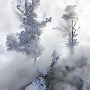 Frost covered conifers in the mist, Mammoth Hot Springs, YNP, Wyoming, USA