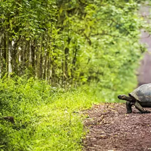 Galapagos giant tortoise crosses straight dirt road