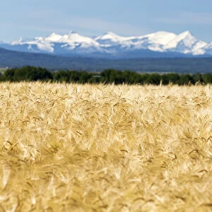 Golden Barley Field With A Row Of Trees In The Distance And Snow Covered Mountains In The Background With Blue Sky; Alberta, Canada