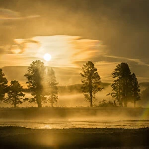 Golden sunrise over pine trees and the Yellowstone River in Hayden Valley, YNP, Wyoming, USA