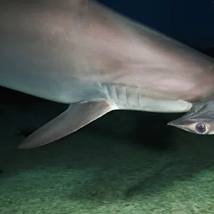 Hawaii, Scalloped hammerhead shark (Sphyrna lewini) on the ocean floor