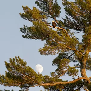 A Hawk Sits In A Tree With The Moon In A Blue Sky; Lake Of The Woods, Ontario, Canada