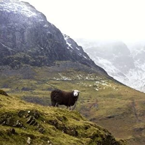 Herdwick Sheep, Lake District, Cumbria, England, Europe