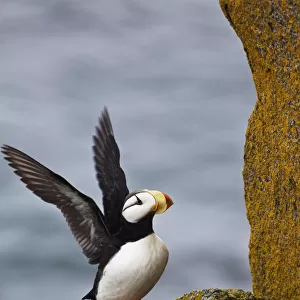 Horned Puffin (Fratercula Corniculata) Standing On Lichen-Covered Boulder Flapping Wings, Walrus Islands State Game Sanctuary, Round Island, Bristol Bay, Southwestern Alaska