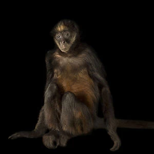 Hybrid spider monkey portrait