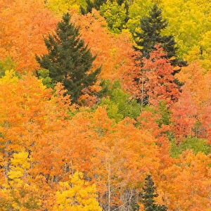 The leaves of a forest change colors in autumn