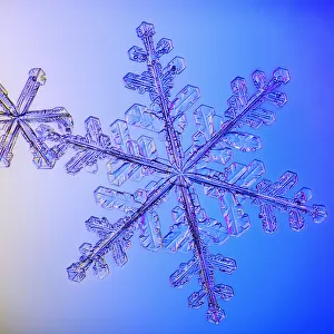 Photomicroscopic Close Up Of Two Snowflake Crystals, Alaska