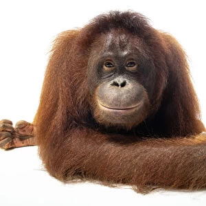 Portrait of a Bornean orangutan