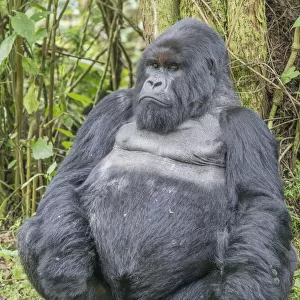 Portrait of a male eastern gorilla sitting in the jungle, Rwanda, Africa