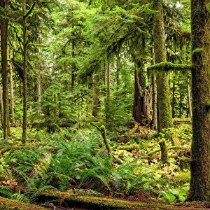 Rainforest on Vancouver Island, BC, Canada