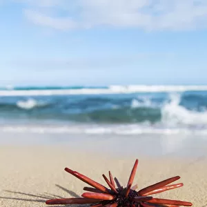 A Red Slate Pencil Urchin (Heterocentrotus Mamillatus) Sounds On The Sand At The Beach; Honolulu, Oahu, Hawaii, United States Of America