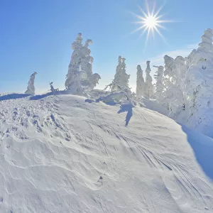 Snow Covered Conifer Trees with Sun in the Winter, Grafenau, Lusen, National Park Bavarian Forest, Bavaria, Germany