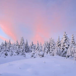 Snow Covered Trees at Sunrise, Fichtelberg, Ore Mountains, Saxony, Germany