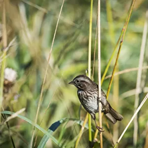 Song Sparrow (Melospiza Melodia) Perches On A Plant; Hoquiam, Washington, United States Of America