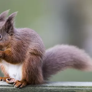 Squirrel Eating An Acorn; Cumbria, England