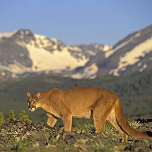 Tk0588, Thomas Kitchin; Cougar / Mountain Lion / Puma. Male In Alpine Meadow. Summer. Rocky Mountains. Felis Concolor