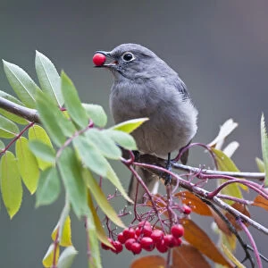 Townsends Solitaire (Myadestes Townsendi) With Mountain Ash Berry In Beak Perched On Branch, Fairbanks, Alaska, Fall
