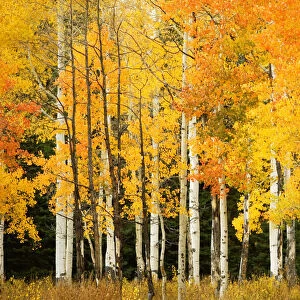 USA, Colorado, Near Steamboat Springs, Line Of Fall-Colored Aspen Trees; Buffalo Pass