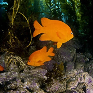 USA, Garibaldi Fish (Hypsypops Rubicundus) In Kelp Forest (Macrocystis Pyrifera); California
