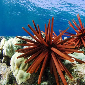 USA, Slate Pencil Urchin (Heterocentrotus Mammillatus); Hawaii Islands